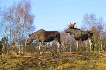 Naklejka na ściany i meble Moose in Swedish forest