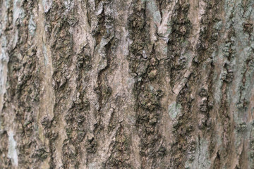 Beautiful Close-up of Tree Skin Texture
