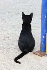 schwarze Katze von hinten