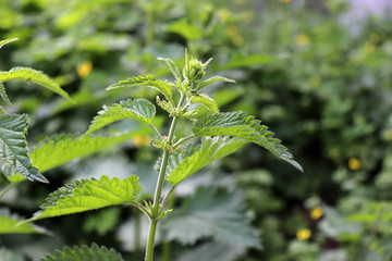 Urtica dioica, common or stinging nettles background. Fresh green nettles in springtime, alternative medicine, healthy herb.Many species have stinging hairs .