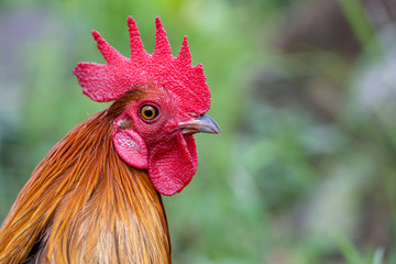 Portrait of a brown cock in the garden on a green background. Close-up