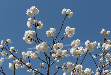 Japanese cherry blossom