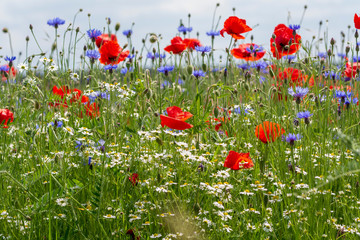 Mohnwiese mit Kornblumen in der Sonne