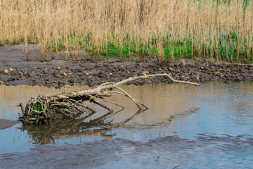 trunk in water, park in Nieuwpoort, The Netherlands