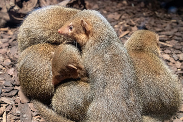 Animals in Prague zoo / Prague, Czech Republic, May 2019
