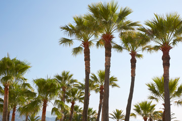 Palm trees and clear sky in a sunny summer day
