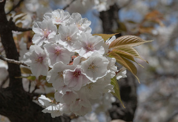 cherry tree blossom