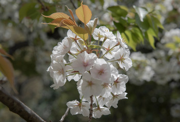 Japanese cherry blossom