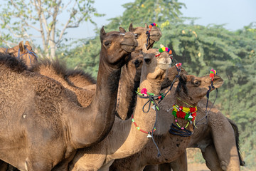 Camels in desert Thar during Pushkar Camel Fair, Rajasthan, India