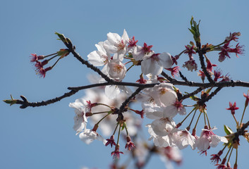 Japanese cherry blossom