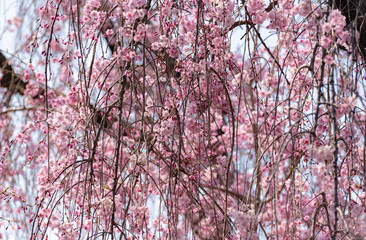 Japanese cherry blossom