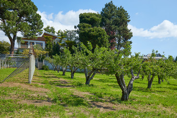 Fototapeta na wymiar Orchard and villa in a sunny summer day, Italy