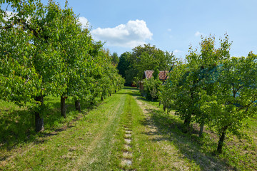 Path in the grass and pear trees in a sunny summer day, Italy