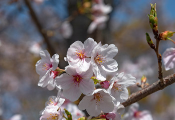 Japanese cherry blossom