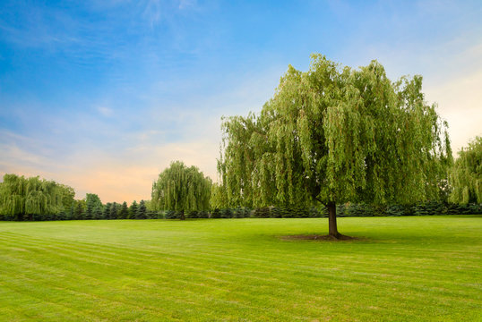 15,845 Weeping Willow Tree Images, Stock Photos, 3D objects, & Vectors