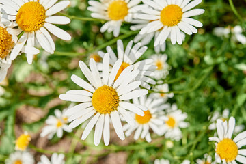 Obraz premium Field of white camomile flowers, selective focus. Blooming chamomile field. Chamomile flowers on meadow in summer. Top view, above