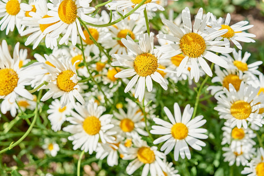 Field of white camomile flowers, selective focus. Blooming chamomile field. Chamomile flowers on meadow in summer. Top view, above © mirage_studio