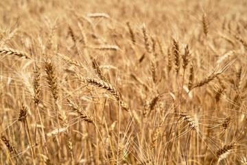 Fototapeta premium Golden wheat in the field, closeup. Spikes of ripe wheat field background, copy space. Agriculture, agronomy and farming background. Harvest concept