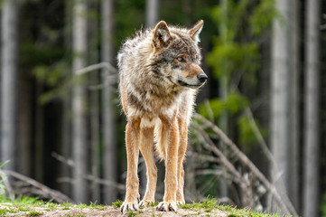 Einsamer Wolf 