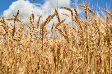 Golden wheat in the field, closeup. Spikes of ripe wheat field background, copy space. Agriculture, agronomy and farming background. Harvest concept