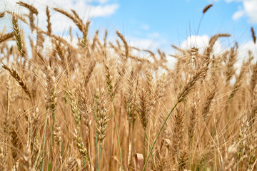 Golden wheat in the field, closeup. Spikes of ripe wheat field background, copy space. Agriculture, agronomy and farming background. Harvest concept