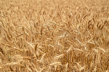 Golden wheat in the field, closeup. Spikes of ripe wheat field background, copy space. Agriculture, agronomy and farming background. Harvest concept