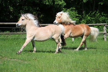 two beautiful horses are running on the paddock in the sunshine