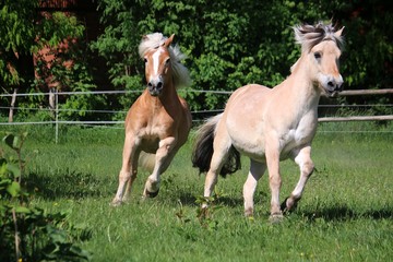 Naklejka na ściany i meble two beautiful horses are running on the paddock in the sunshine
