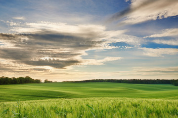 Fototapeta na wymiar ekologiczne zielone pole pszenicy