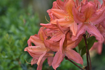 coral flowers of the Japanese rhododendron in the garden on a blurred background of green leaves