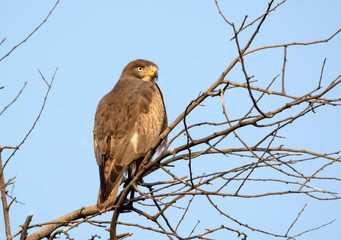 white eyed buzzard sitting on the tree branches in blue background 
