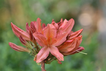 coral flowers of the Japanese rhododendron in the garden on a blurred background of green leaves