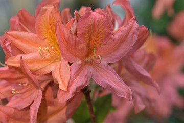 Fototapeta premium coral flowers of the Japanese rhododendron in the garden on a blurred background of green leaves