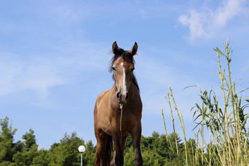 Pferd