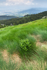 Amazing Summer Landscape of Vitosha Mountain, Sofia City Region, Bulgaria