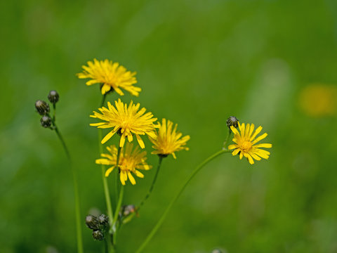 Bl&uuml;hendes Habichtskraut, Hieracium