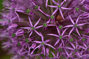 Purple flowers Onion giant Allium giganteum in the garden close-up