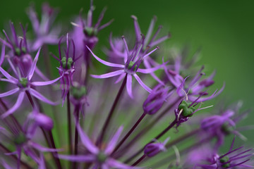 Fototapeta na wymiar Purple flowers Onion giant Allium giganteum in the garden close-up