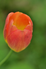 bright yellow - red tulip flower on a green background in the garden closeup