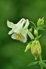 Fototapeta na wymiar Closeup of white Aquilegia flowers in the garden on a blurred green background