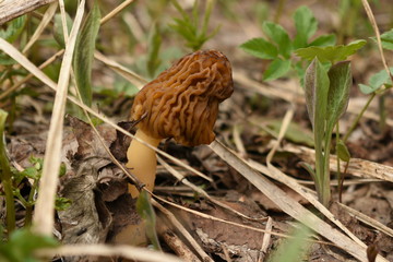 Morel Mushroom in Dry Grass