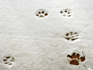 Paw prints in snow
