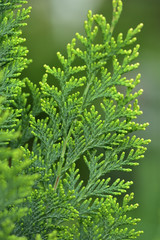 A branch of Thuja Thuja plicata evergreen bush close-up