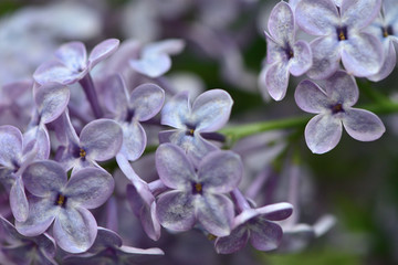 Fototapeta na wymiar bright purple lilac flowers on a green background in the spring garden close up