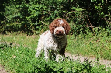  small beautiful italian waterdog is sitting on a small way in the garden 