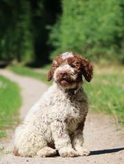  small beautiful italian waterdog is sitting on a small way in the garden 