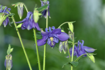 Closeup of violet Aquilegia flowers in the garden on a blurred green background