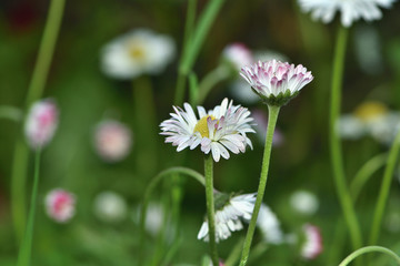 bright white and red daisy flowers on a green background in the garden closeup