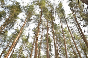 Tops of trees in the forest