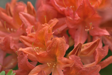 coral flowers of the Japanese rhododendron in the garden on a blurred background of green leaves